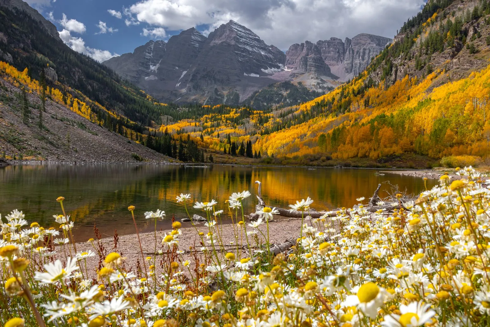Two gray peaks above a valley of gold aspens and a still lake, white daisies in the foreground